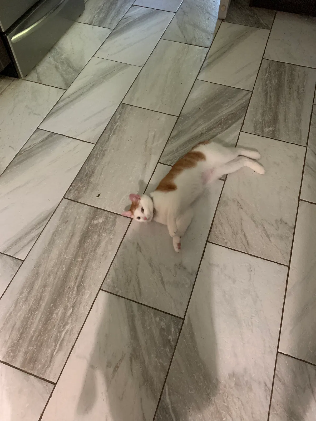Lost cat in Schenectady, NY, 12302