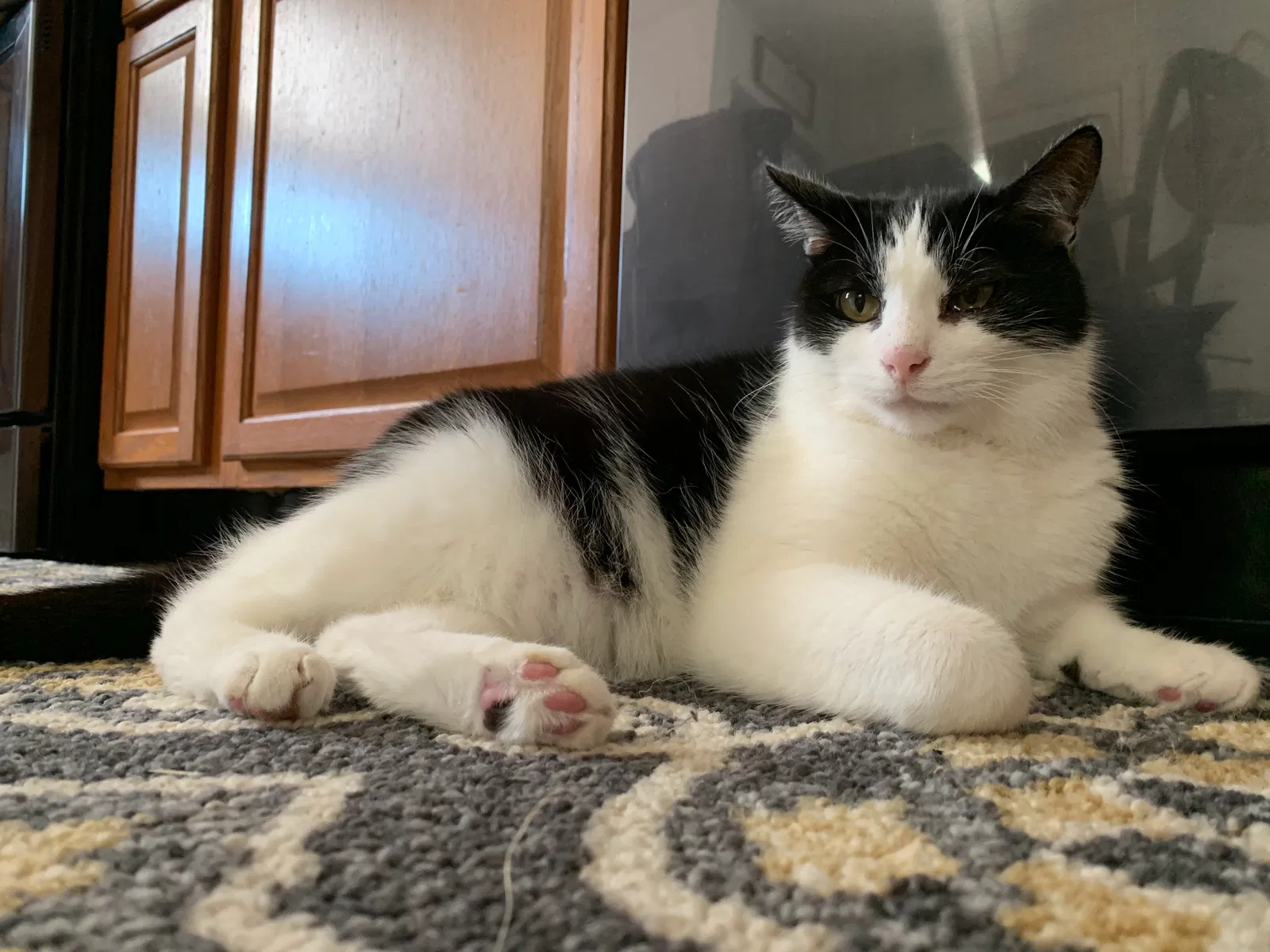 Lost cat in Pittsburgh, PA, 15236