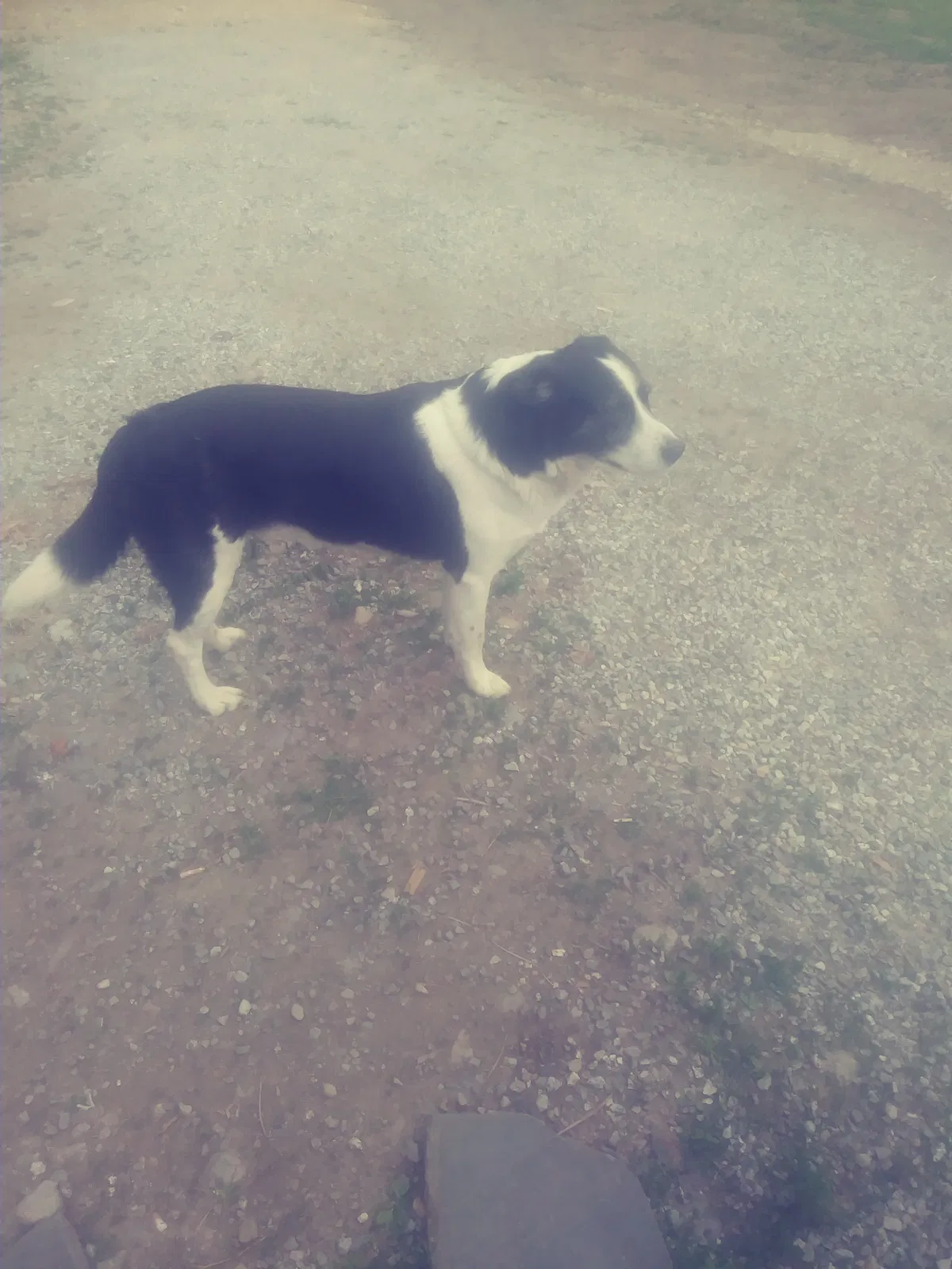 Lost dog in Priest River, ID, 83856