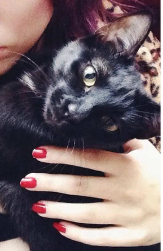 Lost cat in Spring, TX, 77388