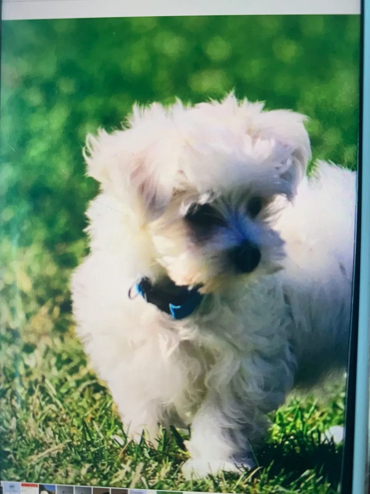 Lost dog in Diamond Bar, CA, 91765