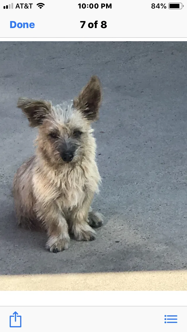 Lost dog in Parlier, CA, 93648