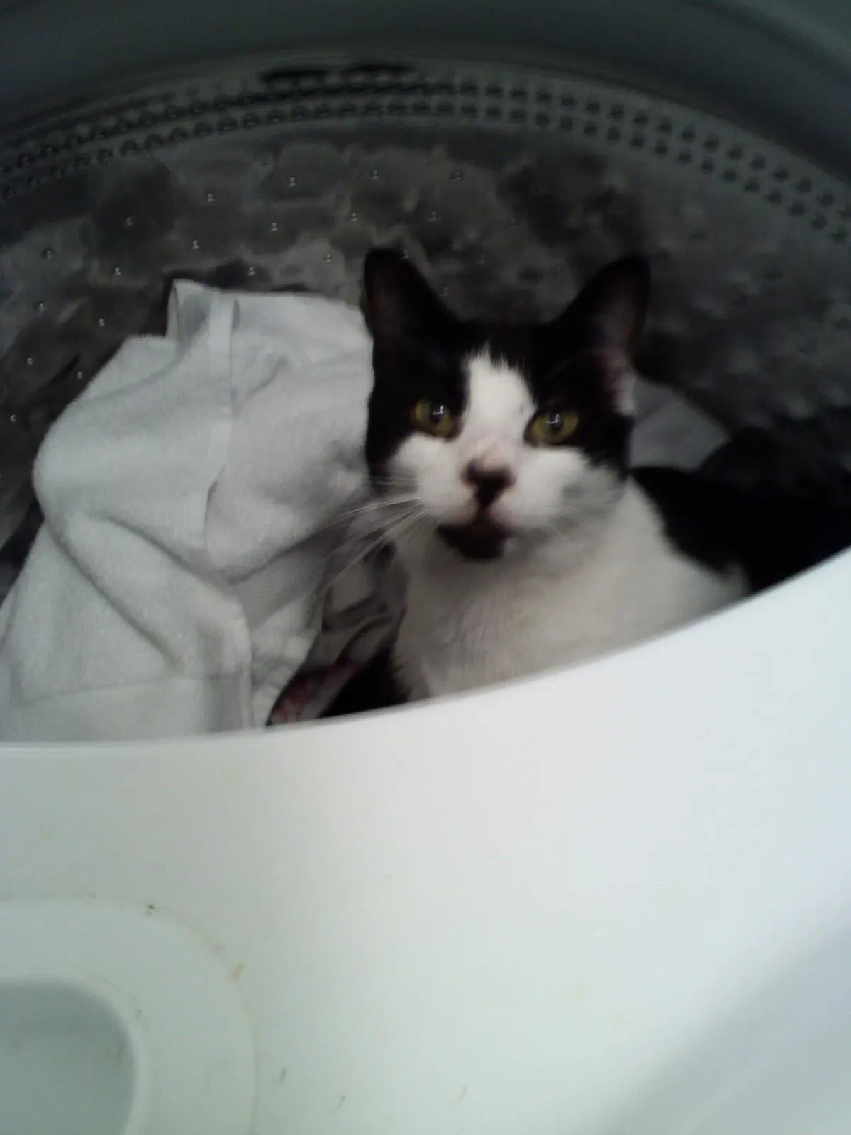 Lost cat in Charlotte, NC, 28270
