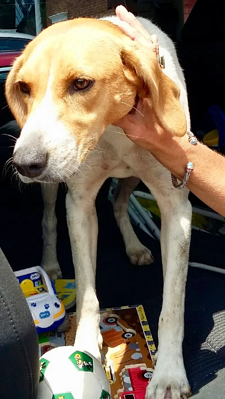Found dog in Southern Pines, NC, 28387
