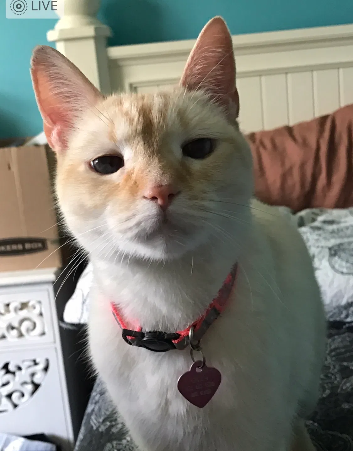 Lost cat in Park City, UT, 84060