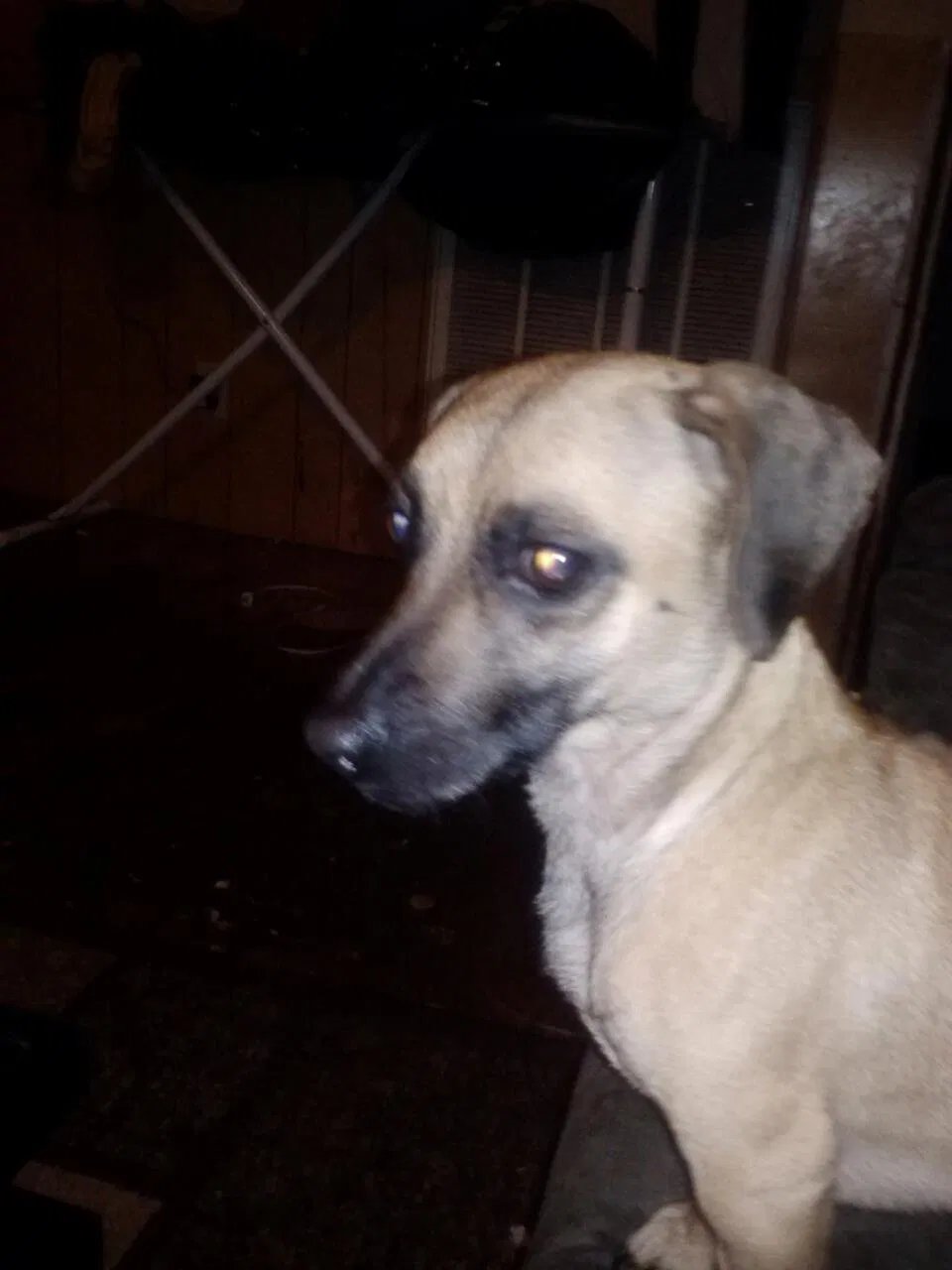 Lost dog in Soddy Daisy, TN, 37379