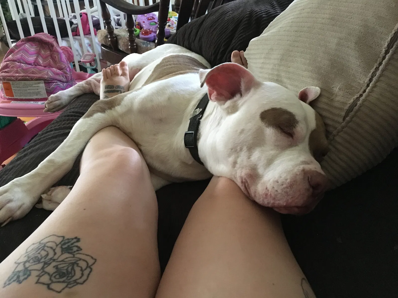 Lost dog in Enoree, SC, 29335