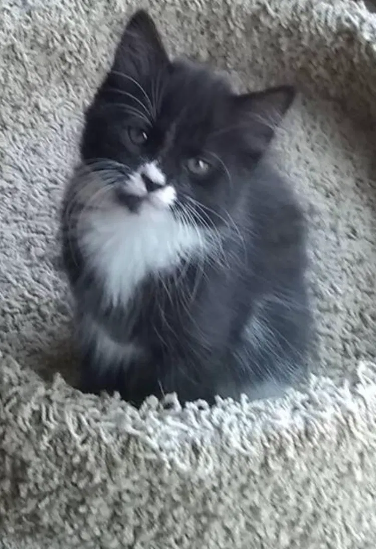 Lost cat in Smithfield, NC, 27577