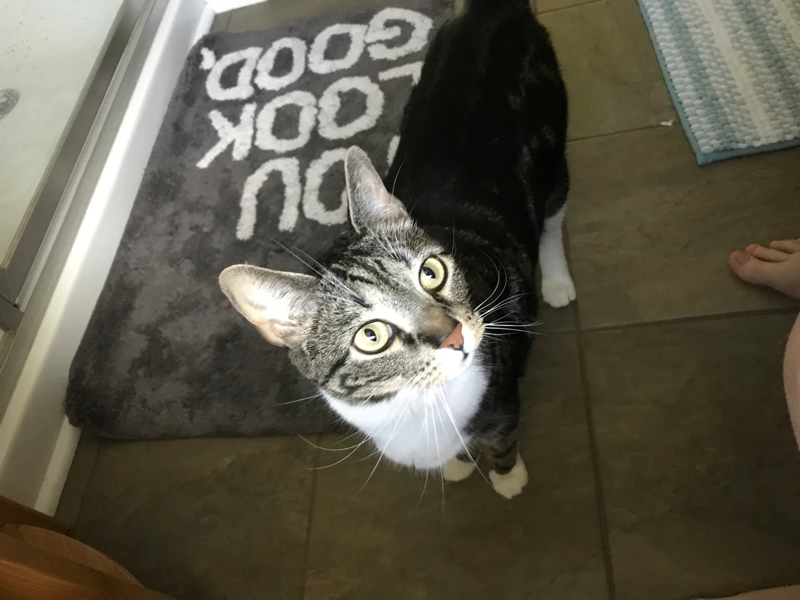 Lost cat in Kernersville, NC, 27284