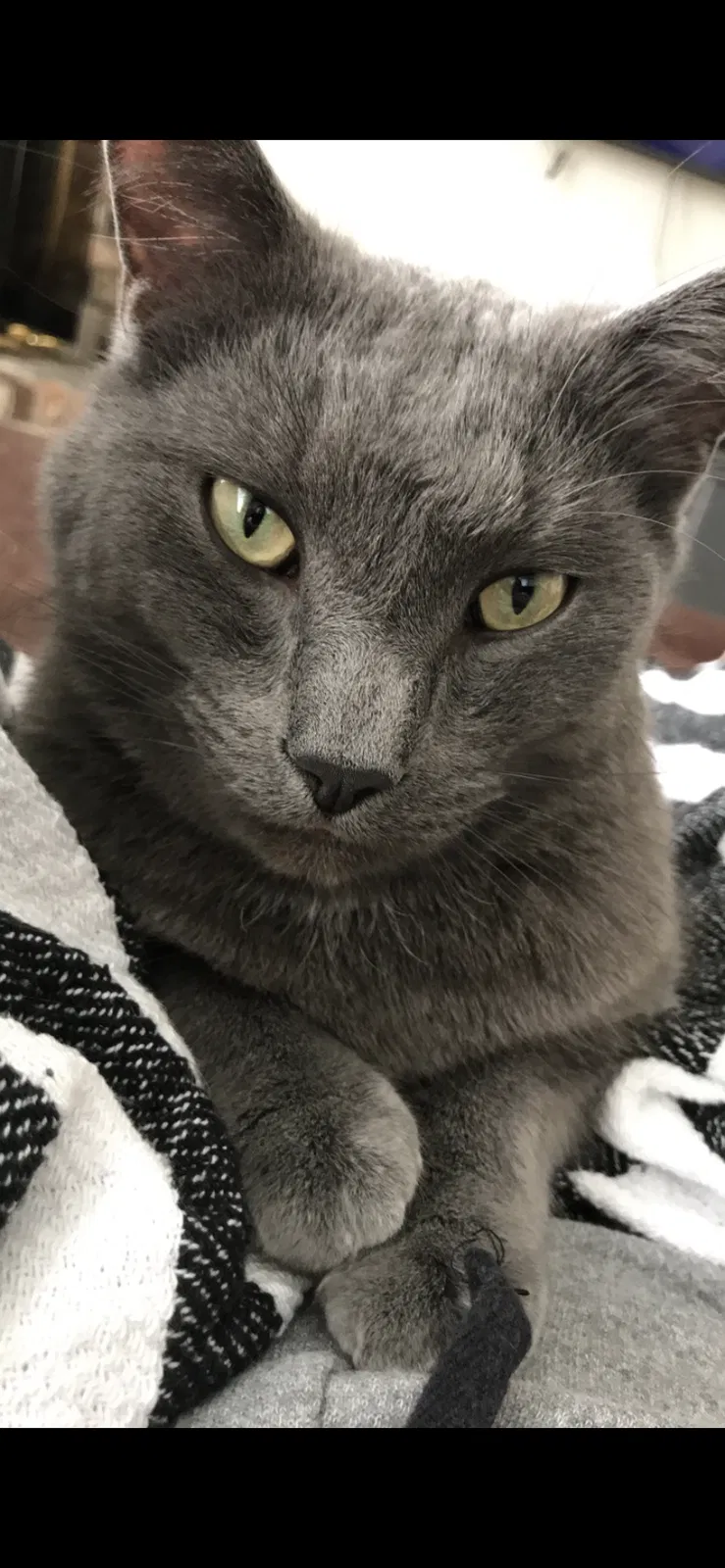 Lost cat in Des Moines, IA, 50311