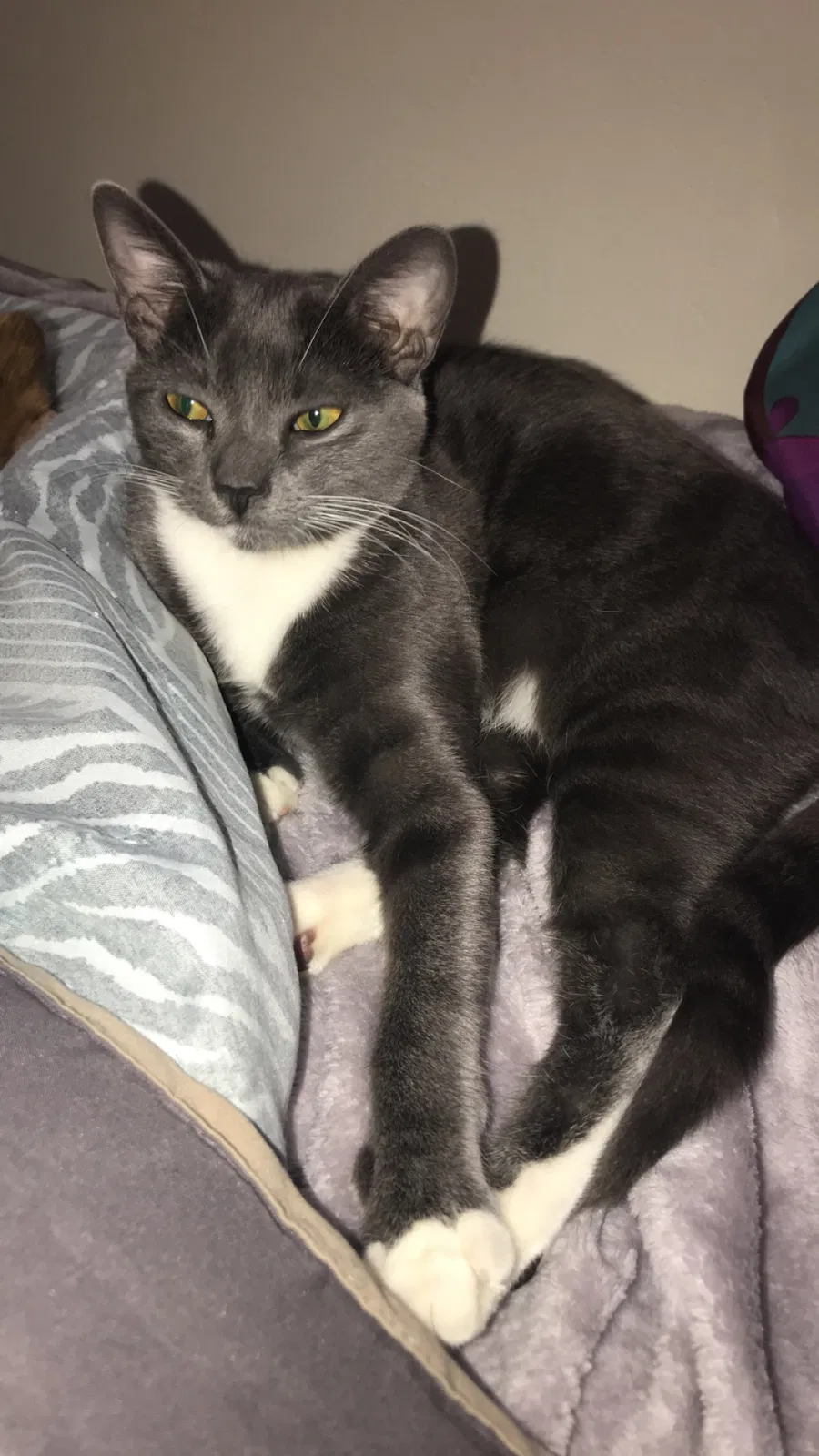Lost cat in Miami, FL, 33177