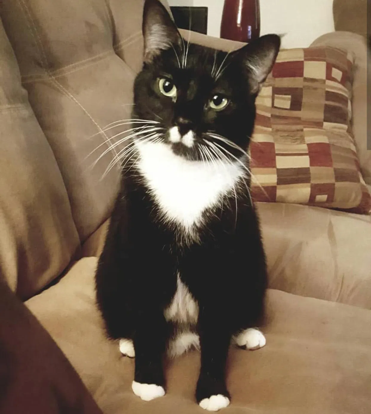 Lost cat in Unknown, TN, 37267