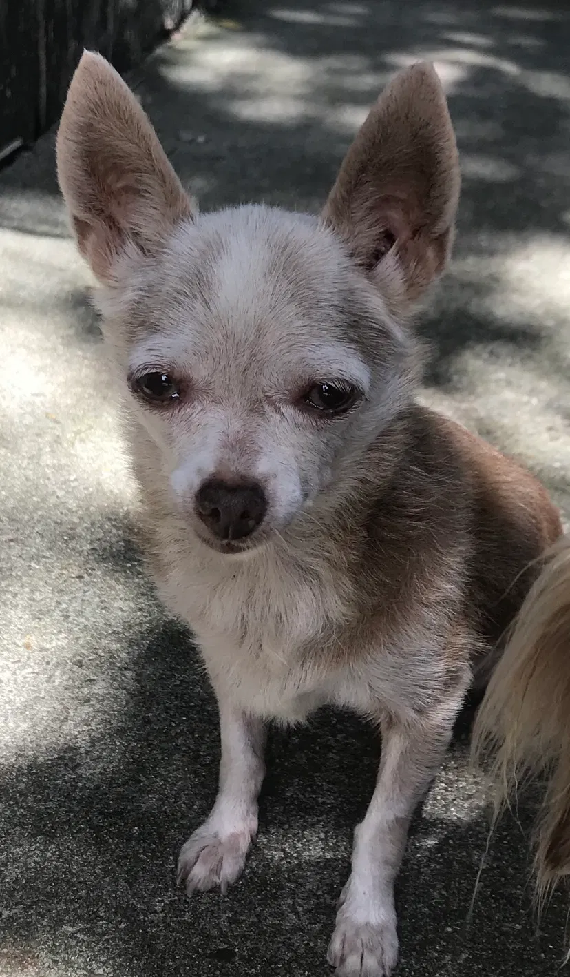 Lost dog in Metairie, LA, 70001