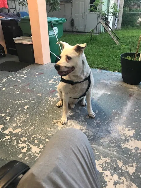 Lost dog in Miami, FL, 33165