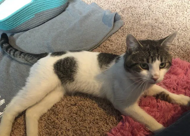 Lost cat in Andover, MN, 55304