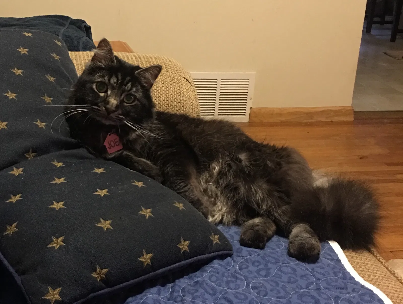 Lost cat in Minneapolis, MN, 55428