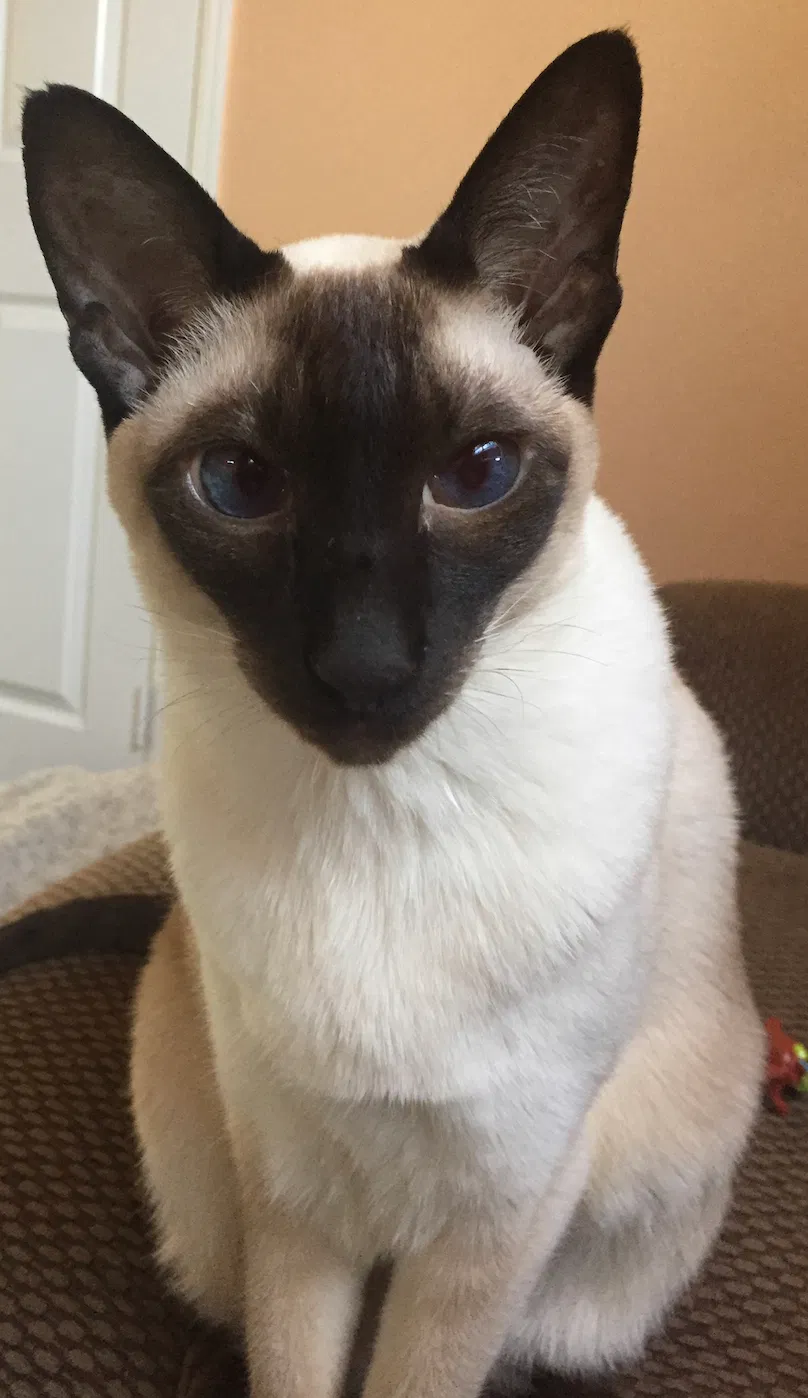 Lost cat in San Diego, CA, 92154