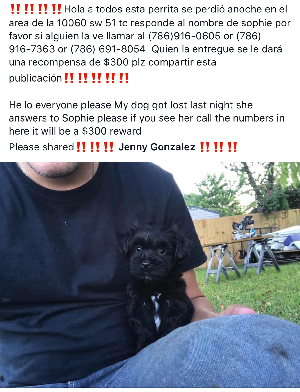 Lost dog in Miami, FL, 33165