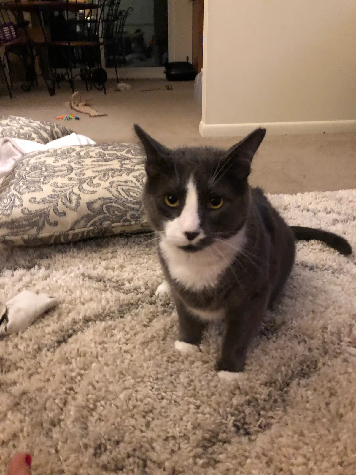 Lost cat in Pittsburgh, PA, 15236