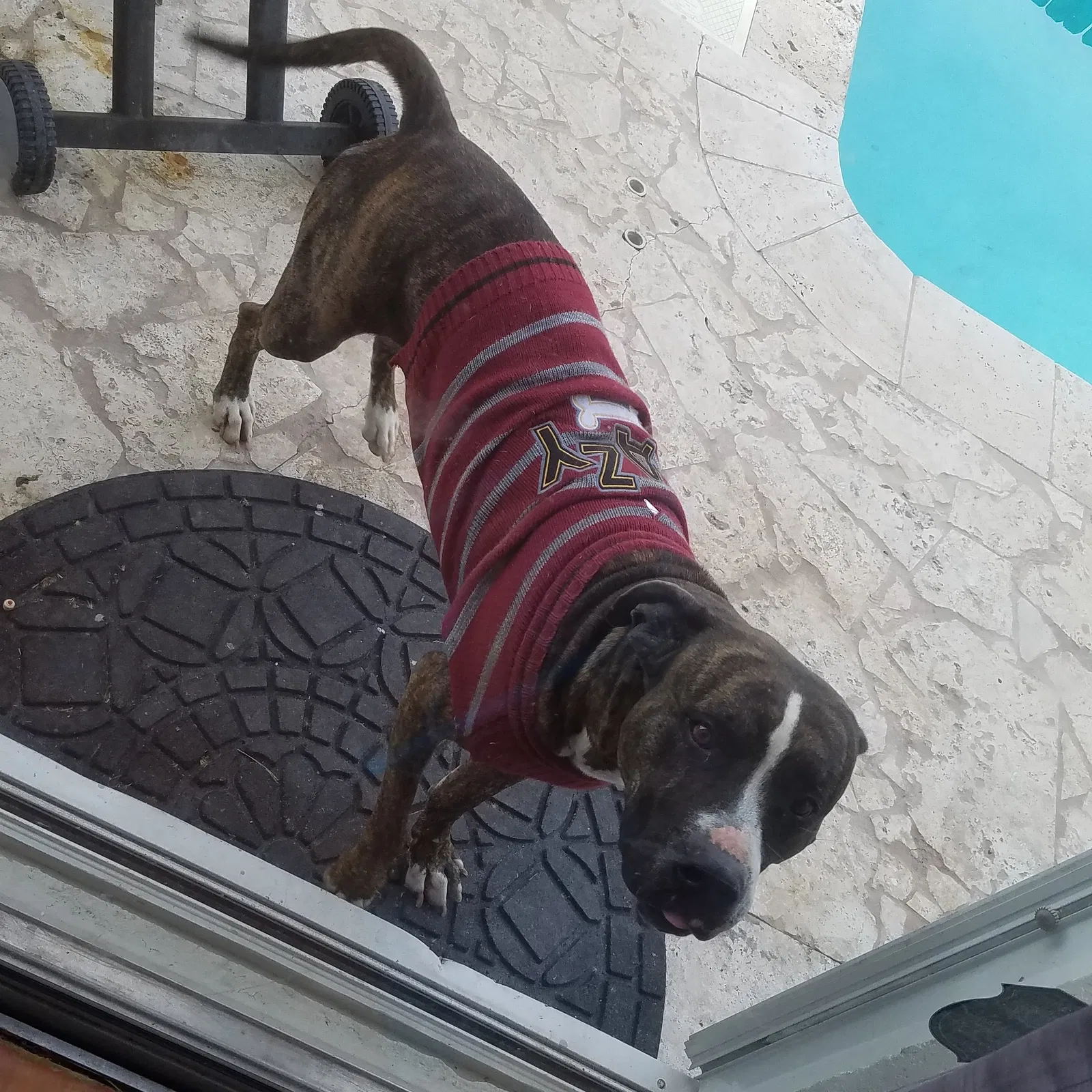 Lost dog in Unknown, FL, 33819