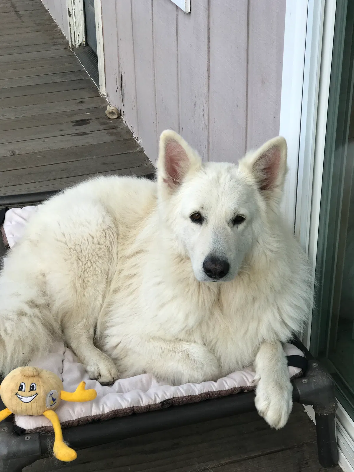 Lost dog in Watsonville, CA, 95076