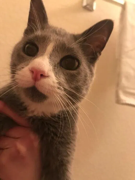 Lost cat in Albuquerque, NM, 87114