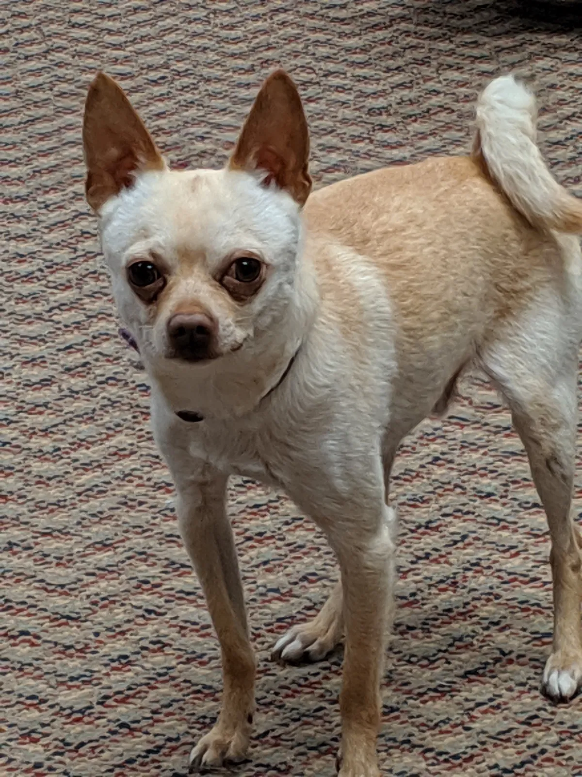 Lost dog in Allentown, PA, 18104
