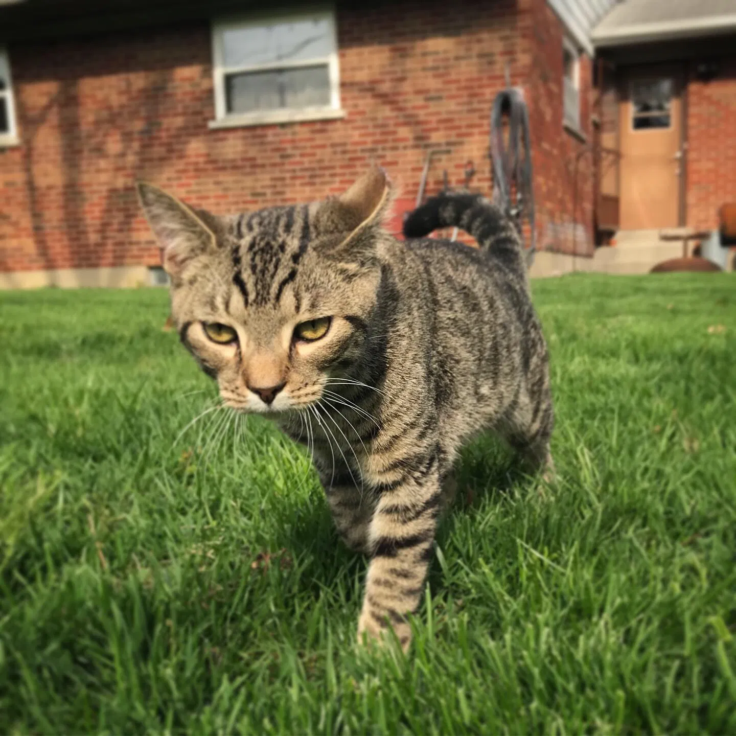 Lost cat in Cincinnati, OH, 45239