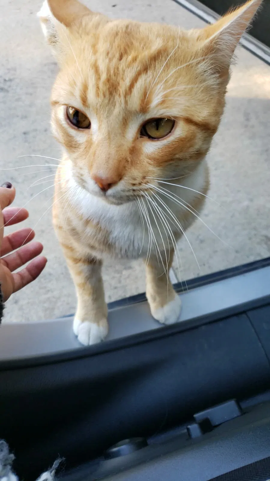 Lost cat in Brownsville, TX, 78520