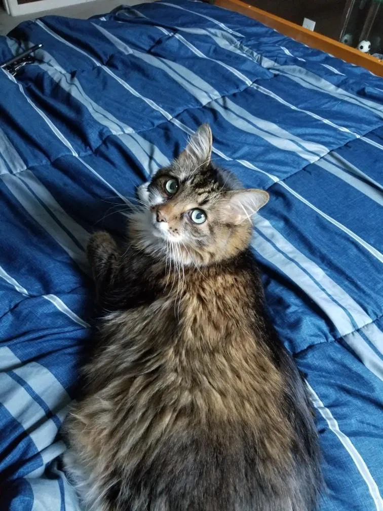 Lost cat in Olathe, KS, 66061
