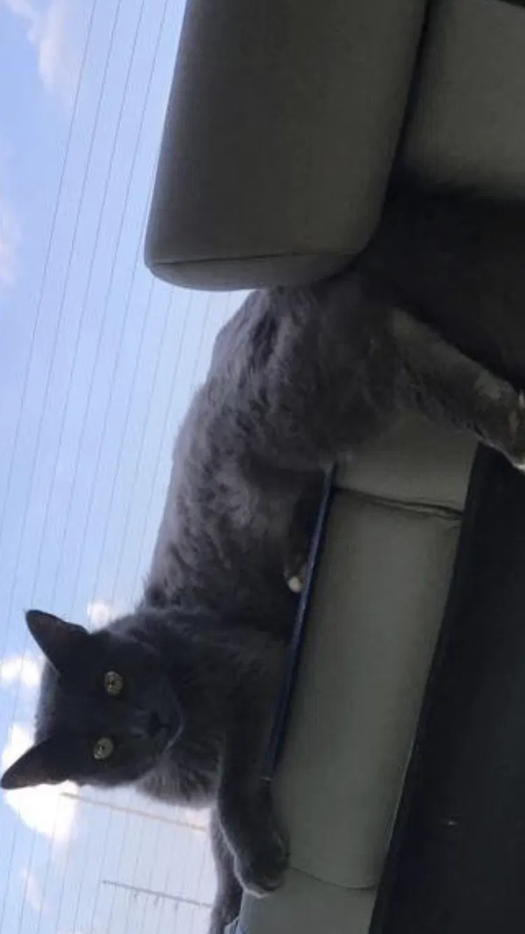 Lost cat in Church Point, LA, 70525