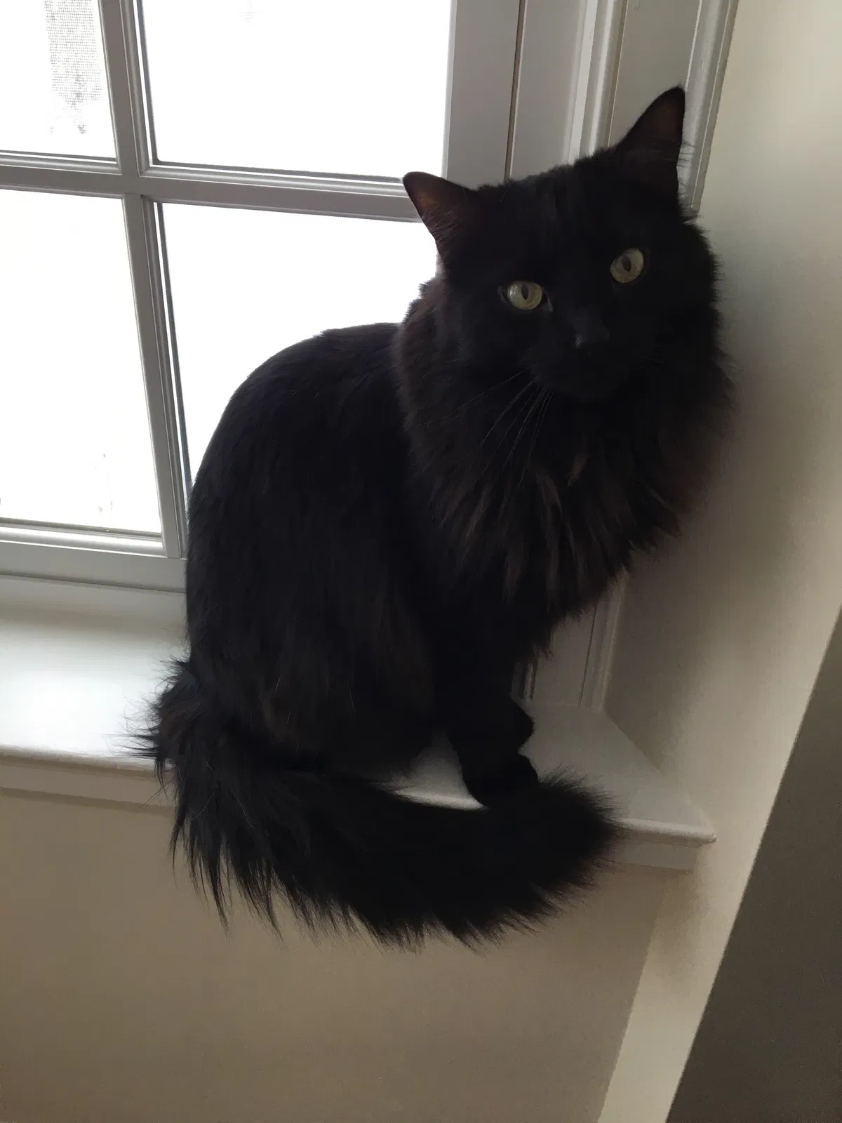 Lost cat in Columbus, OH, 43221