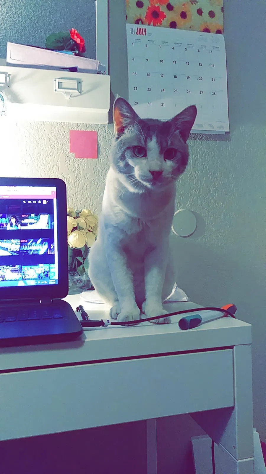 Lost cat in Mesa, AZ, 85203