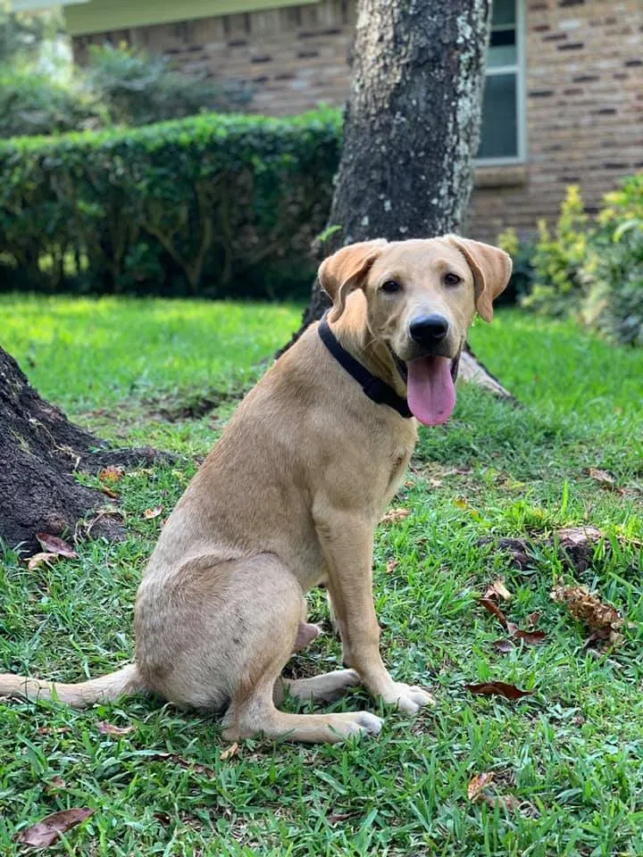 Lost dog in Mobile, AL, 36695