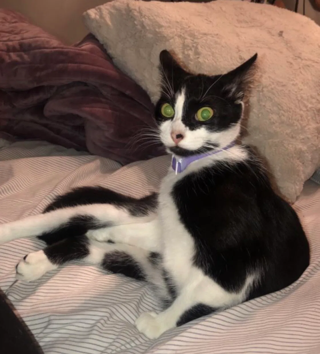 Lost cat in Corpus Christi, TX, 78412