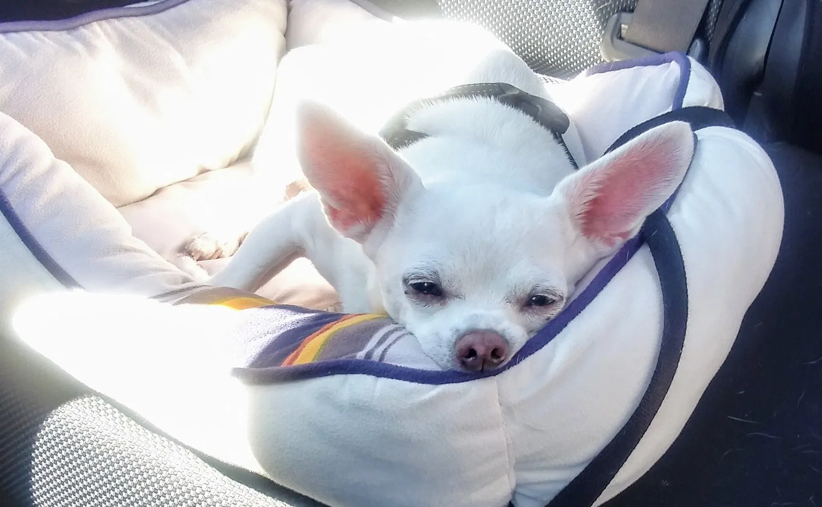 Lost dog in Collinsville, IL, 62234