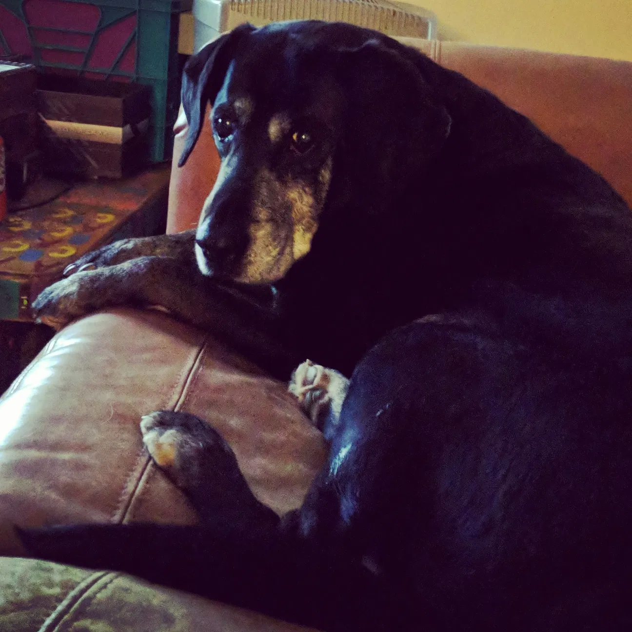 Lost dog in Goodview, VA, 24095