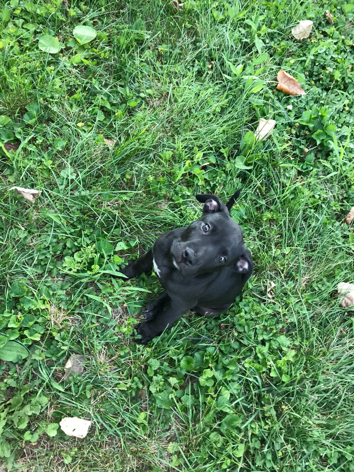 Lost dog in Columbus, OH, 43224