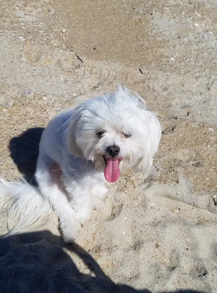 Lost dog in Salvo, NC, 27972