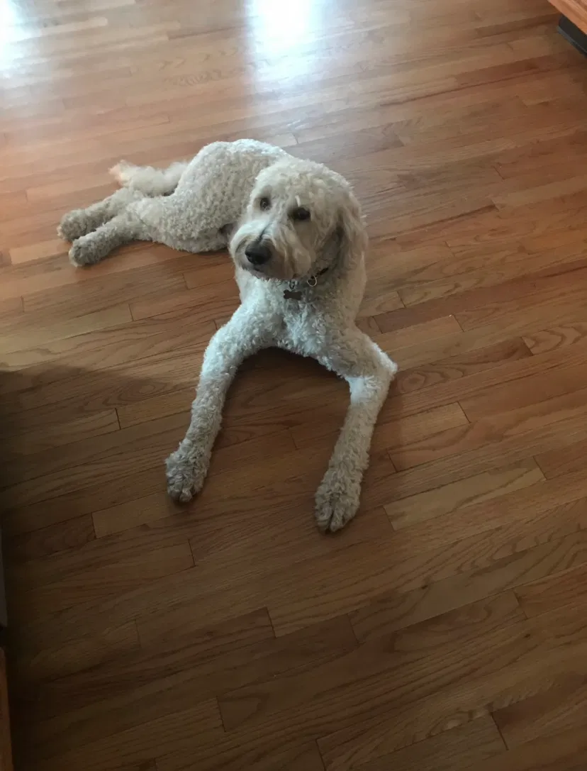 Lost dog in Grand Rapids, MI, 49504