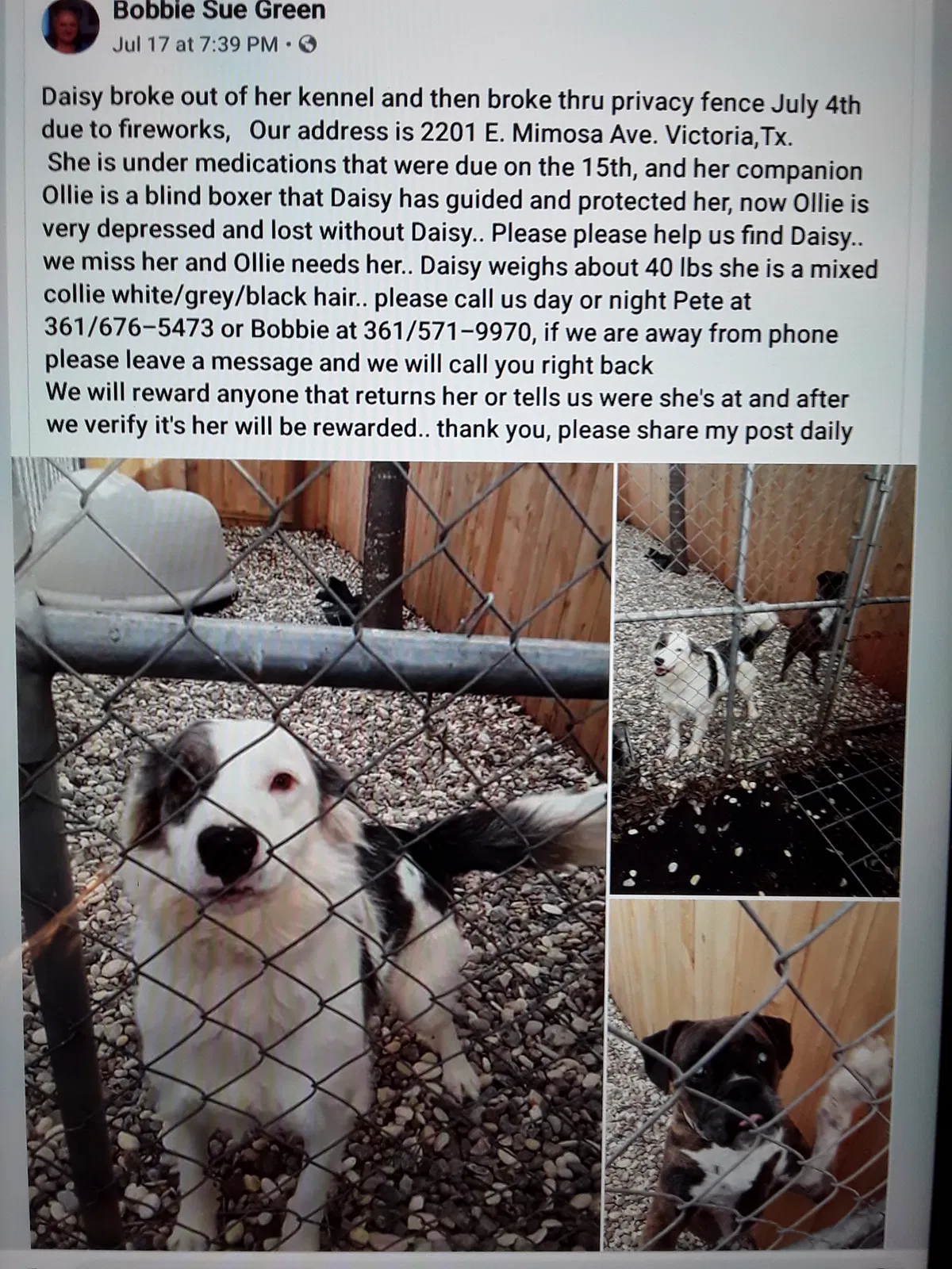 Lost dog in Victoria, TX, 77901