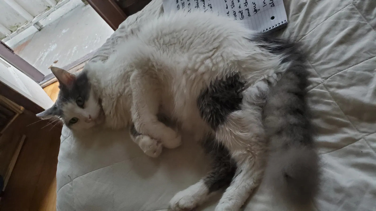 Lost cat in Madison, WI, 53703