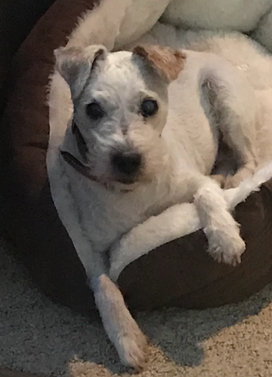 Lost dog in Neillsville, WI, 54456