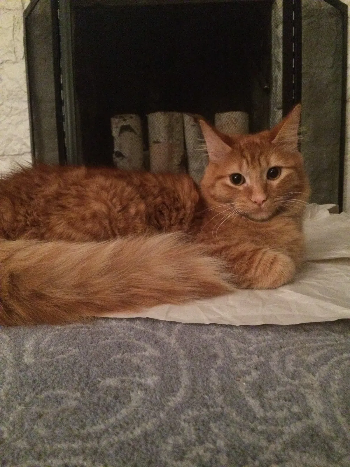 Lost cat in Milwaukee, WI, 53209
