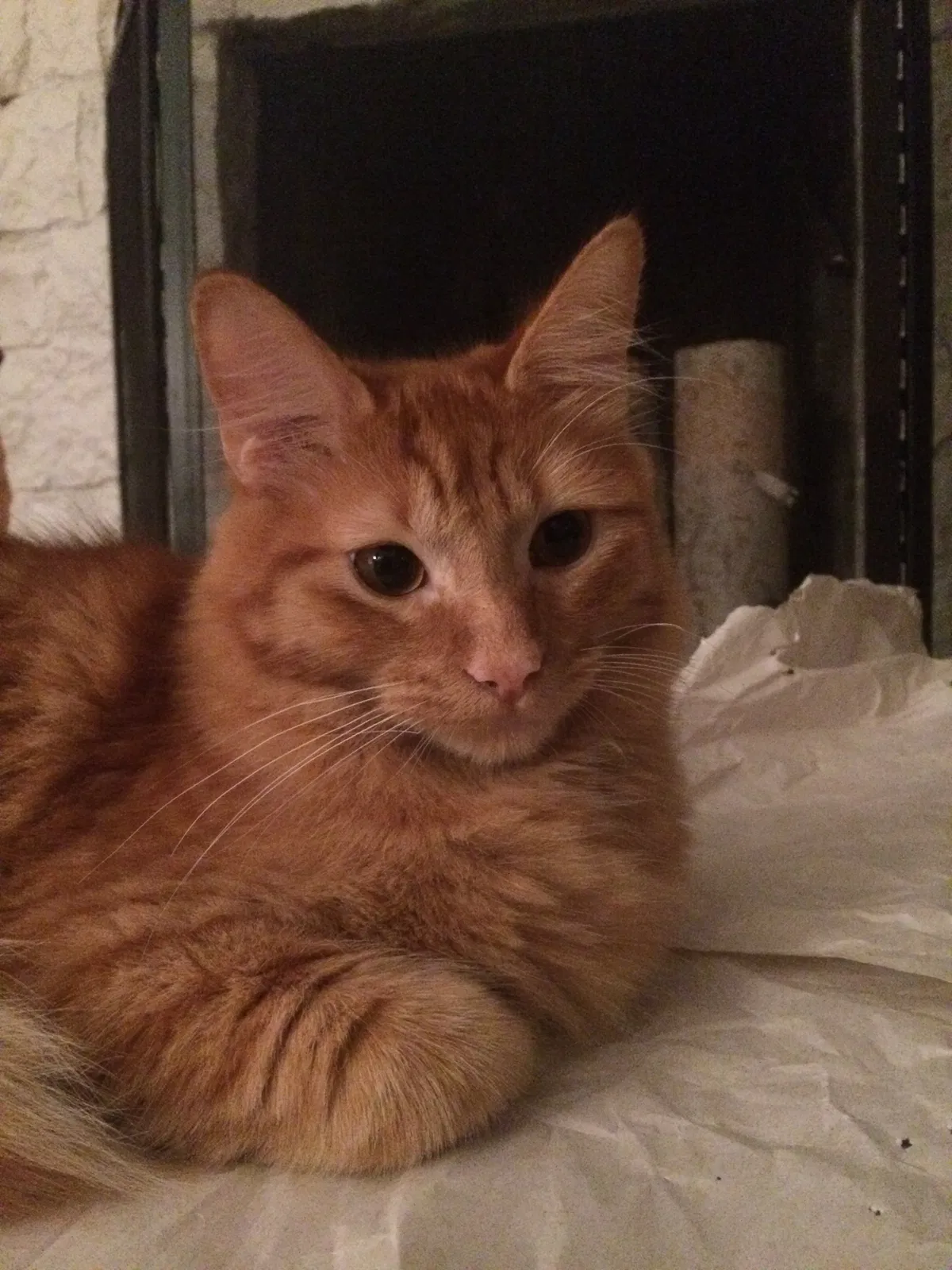 Lost cat in Milwaukee, WI, 53209