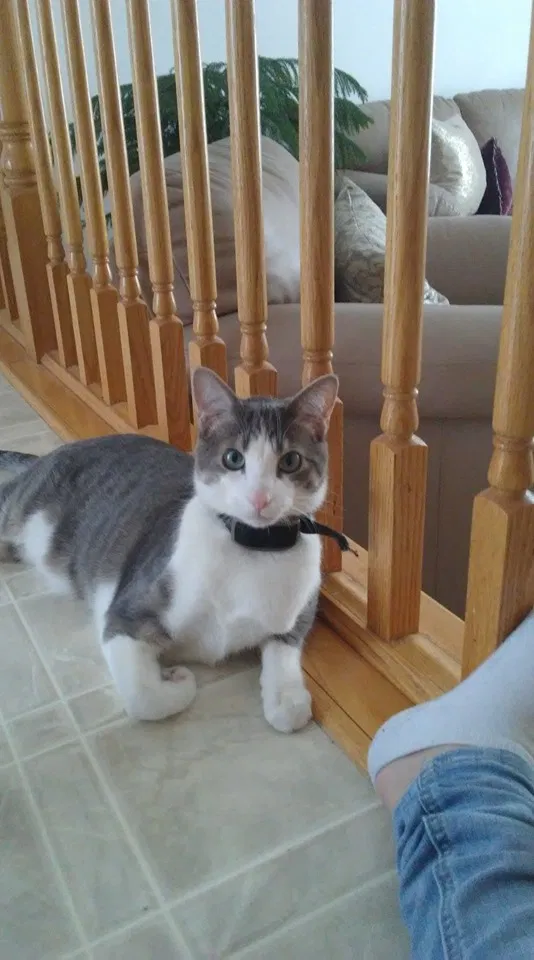 Lost cat in Anoka, MN, 55303