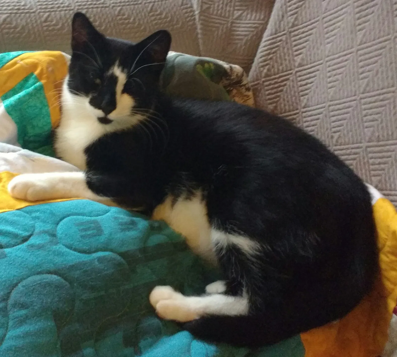 Lost cat in Madison, WI, 53704