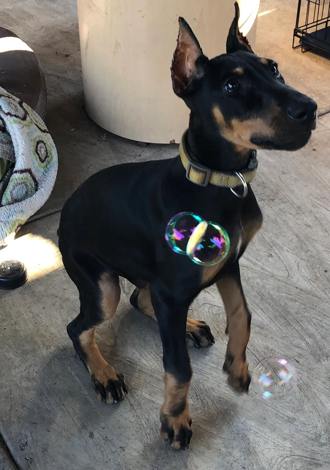 Lost dog in Los Angeles, CA, 90022