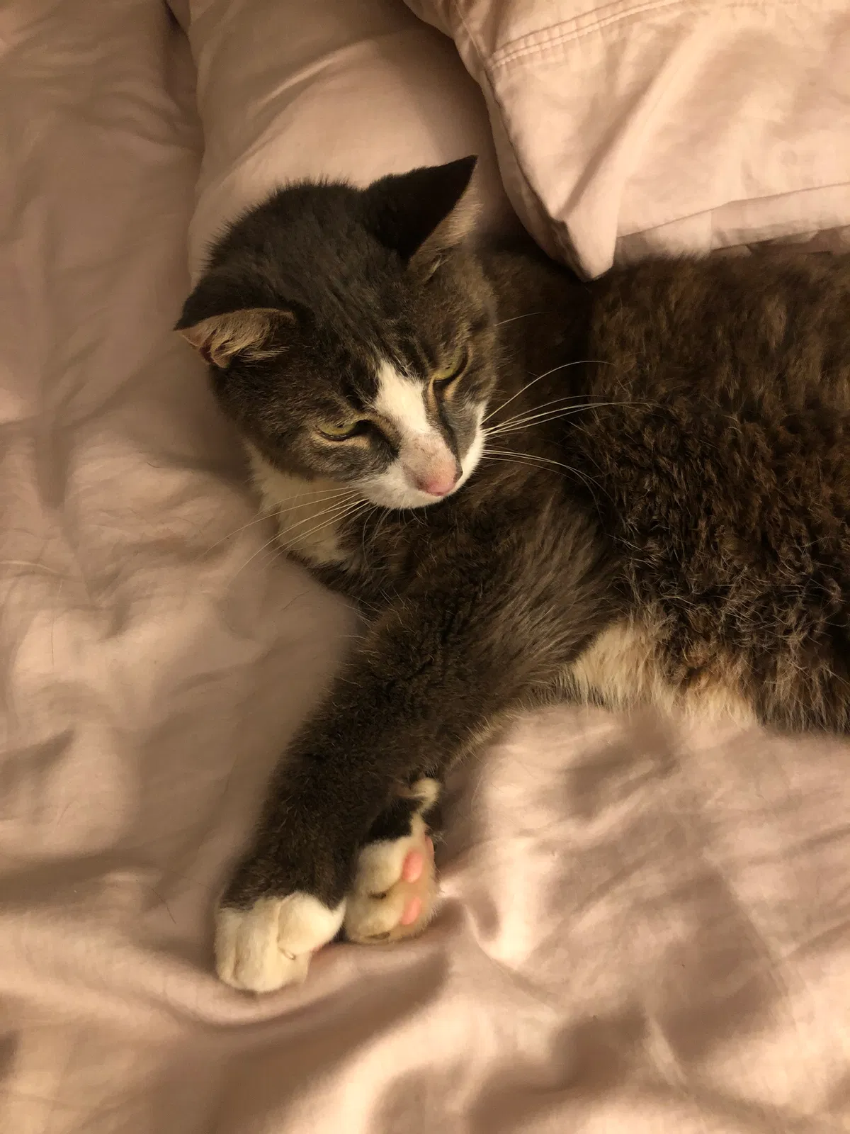 Lost cat in Tallahassee, FL, 32303