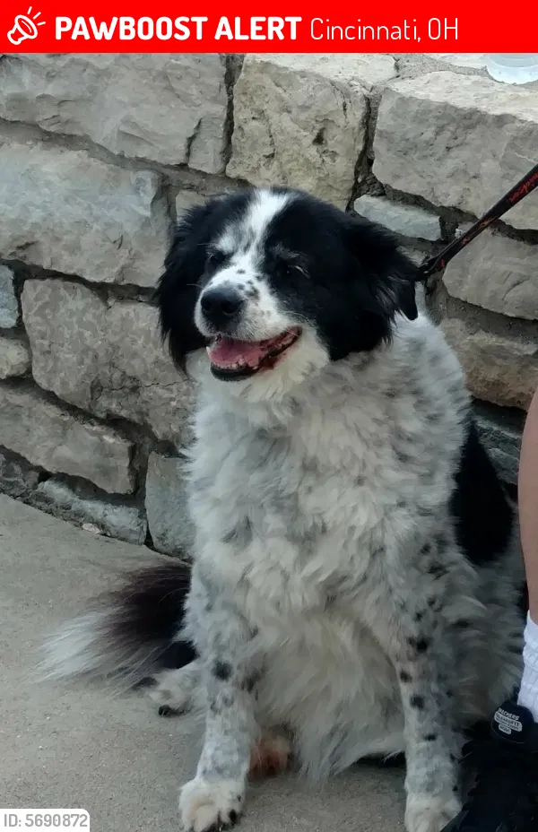 Lost dog in Cincinnati, OH, 45251